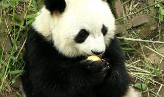 国宝大熊猫作文三年级1个字 国宝大熊猫三年级作文